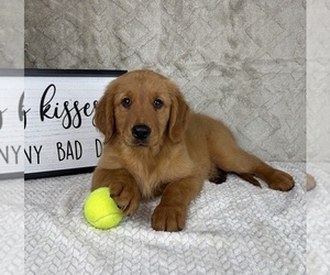 Golden Retriever Puppy for sale in INDIANAPOLIS, IN, USA
