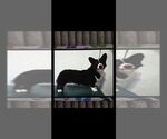 Small Photo #1 Cardigan Welsh Corgi Puppy For Sale in BEULAVILLE, NC, USA