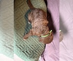 Small #1 Saint Berdoodle