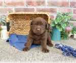 Small #12 Labrador Retriever