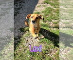 Small #3 Golden Retriever-Retriever  Mix