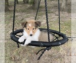 Puppy Esther Shetland Sheepdog