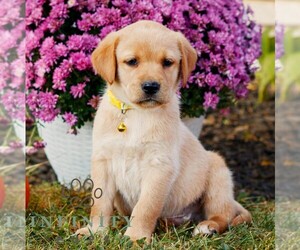 Labrador Retriever Puppy for sale in MORGANTOWN, PA, USA