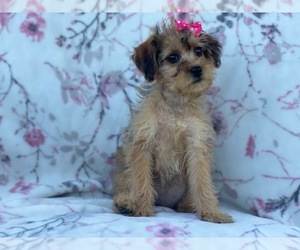 Poodle (Miniature)-Shorkie Tzu Mix Puppy for sale in LAKELAND, FL, USA