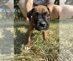 Puppy Pink Boxer