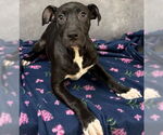 Small #4 Labrador Retriever Mix