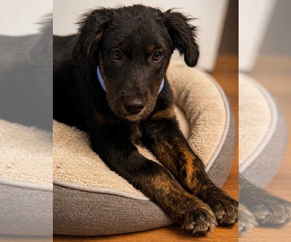 Medium Photo #4 Australian Shepherd-Unknown Mix Puppy For Sale in Claremore, OK, USA
