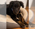 Small #3 Australian Shepherd Mix