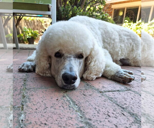 Medium Photo #2 Poodle (Standard)-Unknown Mix Puppy For Sale in San Jose, CA, USA