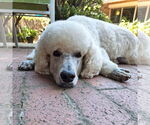 Small #1 Poodle (Standard) Mix