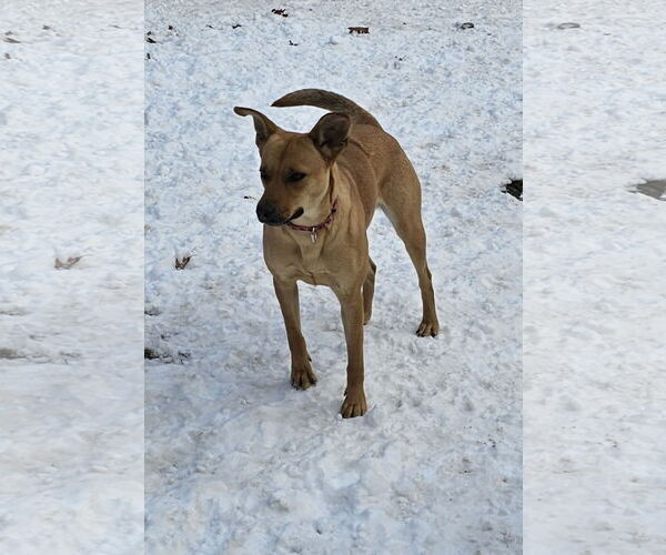 Medium Photo #10 Mutt Puppy For Sale in Croydon, NH, USA