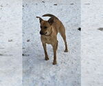 Small #9 Mutt