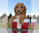 Small Photo #10 Cavapoo Puppy For Sale in CELINA, OH, USA