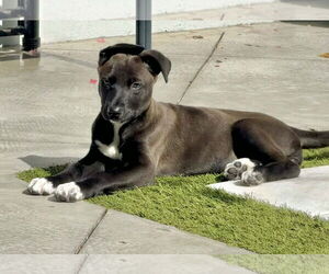 Siberian Husky-Unknown Mix Dogs for adoption in Sanford, FL, USA