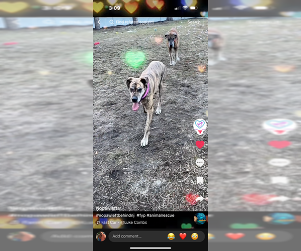 Medium Photo #4 Great Dane-Unknown Mix Puppy For Sale in Jackson Township, NJ, USA