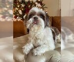 Small Photo #1 Shih Tzu Puppy For Sale in Spring Lake, NC, USA