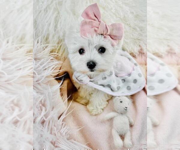 Medium Photo #15 Maltese Puppy For Sale in ATLANTA, GA, USA