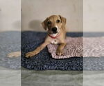 Small #1 Doberman Pinscher-Labrador Retriever Mix