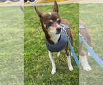 Small #5 Chihuahua Mix
