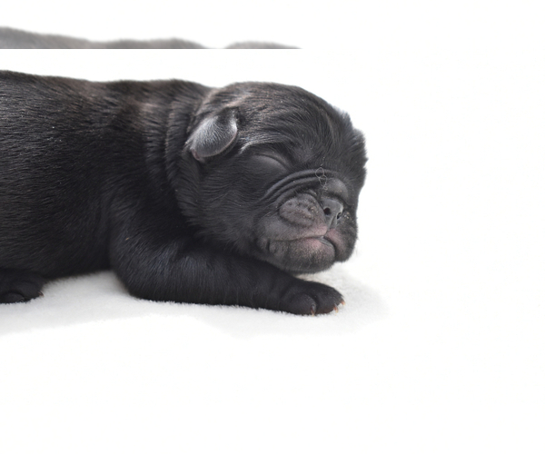 Medium Photo #6 Pug Puppy For Sale in PALM COAST, FL, USA