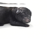 Small #5 Pug