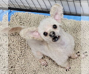 Poodle (Toy)-Unknown Mix Dogs for adoption in Olalla, WA, USA