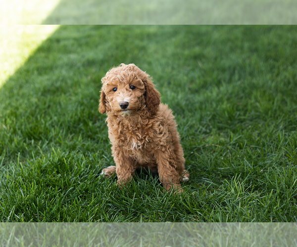 Medium Photo #5 Poodle (Miniature) Puppy For Sale in MILLERSBURG, IN, USA