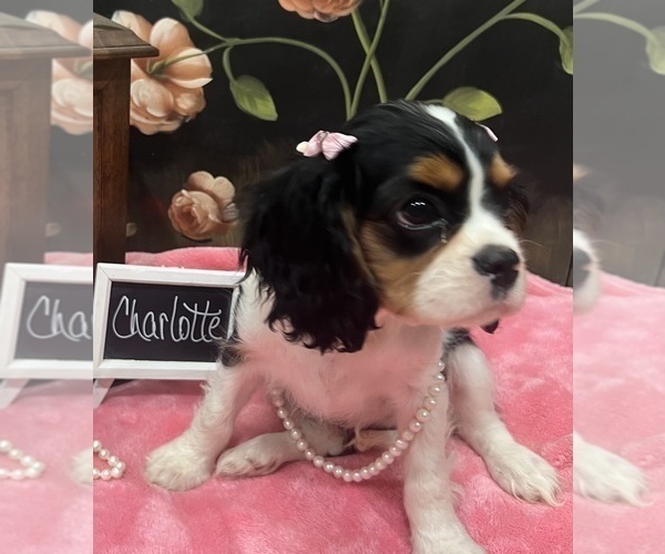 Medium Photo #3 Cavalier King Charles Spaniel Puppy For Sale in ABILENE, TX, USA