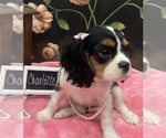 Small #2 Cavalier King Charles Spaniel