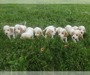 Basset Hound Puppy for sale in MOUNTAIN GROVE, MO, USA