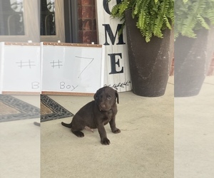 Chocolate Labrador retriever-Labrador Retriever Mix Puppy for sale in TEUTOPOLIS, IL, USA