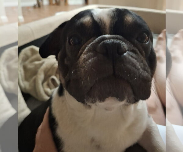 Medium Photo #9 French Bulldog Puppy For Sale in Buckeye, AZ, USA