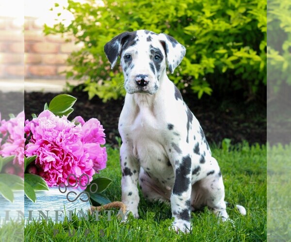Medium Photo #3 Great Dane Puppy For Sale in RICHLAND, PA, USA