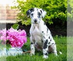 Small #2 Great Dane