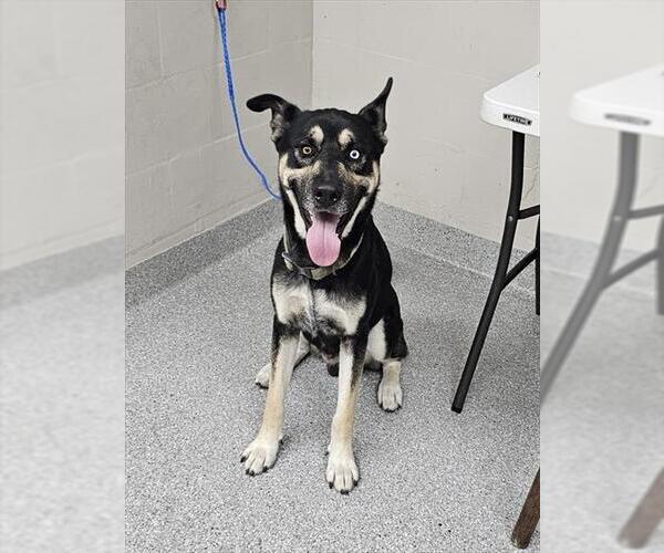 Medium Photo #1 German Shepherd Dog-Unknown Mix Puppy For Sale in Pasadena, TX, USA