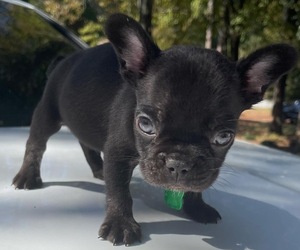 French Bulldog Puppy for sale in ATLANTA, GA, USA