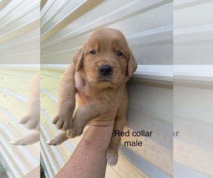 Golden Retriever Puppy for sale in JESUP, GA, USA