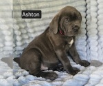 Small #10 Cane Corso