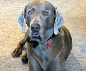 Father of the Weimaraner puppies born on 02/19/2021
