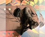 Small Photo #5 American Pit Bull Terrier-Labrador Retriever Mix Puppy For Sale in KINGSTON, WA, USA
