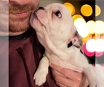 Small Photo #10 French Bulldog Puppy For Sale in CUDAHY, WI, USA