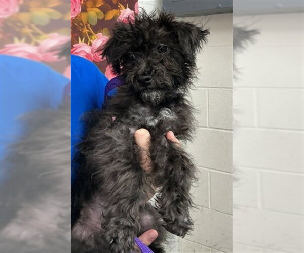 Medium Photo #1 Mutt Puppy For Sale in San Bernardino, CA, USA