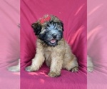 Small Photo #3 Soft Coated Wheaten Terrier Puppy For Sale in LANCASTER, PA, USA