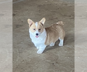 Pembroke Welsh Corgi Puppy for sale in NATHALIE, VA, USA