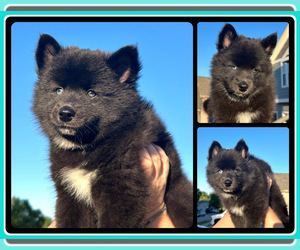 Pomsky Puppy for sale in DE SOTO, KS, USA