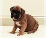 Small #2 Boxer