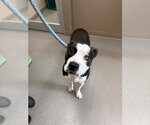 Small Photo #2 Mutt Puppy For Sale in La Porte, IN, USA