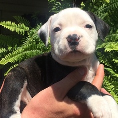 American Bulldog Puppy for sale in CONCORD, NC, USA
