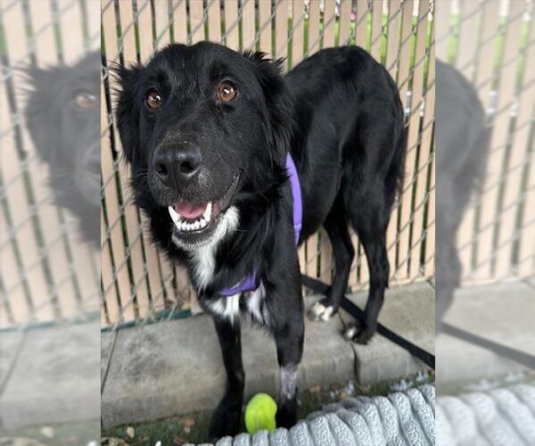 Medium Photo #1 Mutt Puppy For Sale in Chula Vista, CA, USA