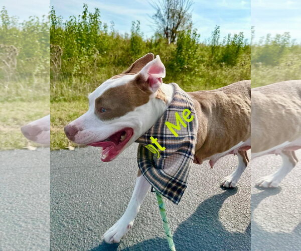 Medium Photo #12 American Pit Bull Terrier-Unknown Mix Puppy For Sale in Germantown, OH, USA